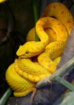 Greifschwanz-Lanzenotter am 07.09.2008 in der Wilhelma/Stuttgart 