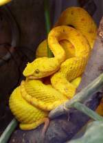 Greifschwanz-Lanzenotter am 07.09.2008 in Wilhelma/Stuttgart