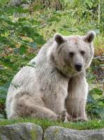 Syischer Braunbr am 08.09.2008 in Wilhelma/Stuttgart
