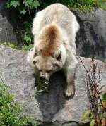 Syrischer Braunbr am 23.07.2008 in Wilhelma/Stuttgart
