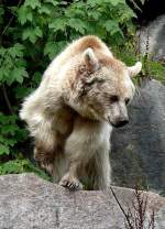 Syrischer Braunbr am 23.07.2008 in Stuttgart/Wilhelma