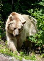 Syrischer Braunbr am 23.07.2008 in Stuttgart/Wilhelma