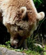 Syrischer Braunbr am 23.07.2008 in Wilhelma/Stuttgart