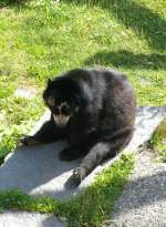 Brillenbr am 23.07.2008 in Wilhelma/Stuttgart