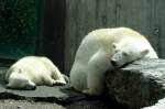 Eisbren Mutter mit Wilmabr am 29.06.2008 in Wilhelma/Stuttgart