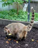 Sdamerikanischer Nasenbr am 07.09.2008 in Wilhelma/Stuttgart