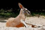 Rotes Riesenknguru am 09.06.2008 in Stuttgart/Wilhelma