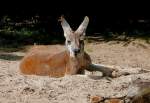 Rotes Riesenknguru am 09.06.2008 in Stuttgart/Wilhelma