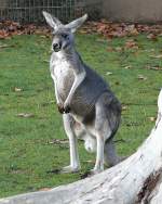 Rotes Riesenknguru am 24.12.2008 in Stuttgart/Wilhelma