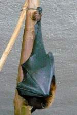 Flughund am 24.07.2008 im Nachttierhaus Wilhelma/Stuttgart (ISO1600 F3,2 1/20sec)