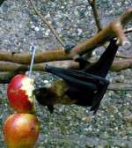 Flughund am 24.07.2008 im Nachttierhaus Wilhelma/Stuttgart (ISO1600 F3,2 1/20sec)