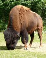 Bison am 28.06.2008 in Wilhelma/Stuttgart