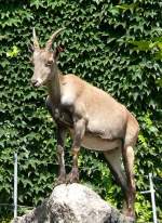 Alpensteinbock am 23.07.2008 in Wilhelma/Stuttgart