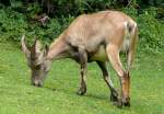 Alpensteinbock am 29.06.2008 in Wilhelma/Stuttgart