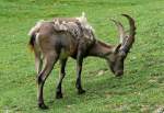 Alpensteinbock am 29.06.2008 in Wilhelma/Stuttgart