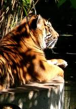 Sumatra-Tiger am 05.07.2008 in Wilhelma/Stuttgart