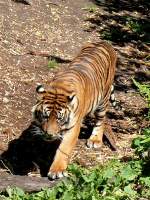 Sumatra-Tiger am 05.07.2008 in Wilhelma/Stuttgart