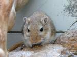 Mongolische Rennmaus am 17.11.2008 in Wilhelma/Stuttgart