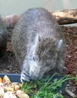 Kuba-Baumratte am 17.11.2008 in Wilhelma/Stuttgart