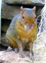 Acouchi am 17.11.2008 in Wilhelma/Stuttgart