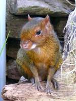 Acouchi am 17.11.2008 in Wilhelma/Stuttgart