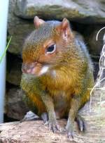 Acouchi am 17.11.2008 in Wilhelma/Stuttgart