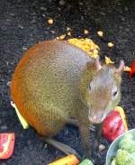 Goldaguti am 21.06.2008 in Wilhelma/Stuttgart - ISO200 F3,2 1/15sec freihand ohne Blitz