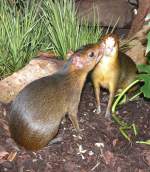 Acouchi am 24.12.2008 in Wilhelma/Stuttgart