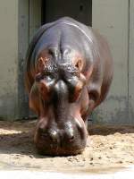 Flusspferd am 04.07.2008 in Wilhelma/Stuttgart