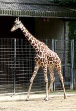 Netzgiraffe am 29.06.2008 in Stuttgart/Wilhelm