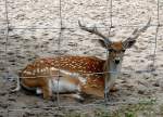  Mesopotamischer Damhirsch am 28.06.2008 in Wilhelma/Stuttgart
