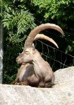 Alpensteinbock am 08.09.2008 in Wilhelma/Stuttgart