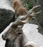 Schraubenziege am 29.06.2008 in Wilhelma/Stuttgart