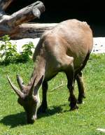 Alpensteinbock am 05.07.2008 in Wilhelma/Stuttgart