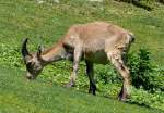 Alpensteinbock am 05.07.2008 in Wilhelma/Stuttgart