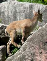 Alpensteinbock Jungtier (geb. 27.05.2008) am 05.07.2008 in Wilhelma/Stuttgart