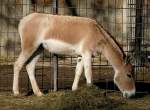 Onager (Wildesel) am 24.12.2008 in Wilhelma/Stuttgart