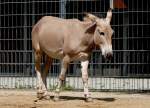 Somali-Wildesel am 23.07.2008 in Wilhelma/Stuttgart