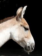 Onager (Wildesel) am 28.06.2008 in Wilhelma/Stuttgart