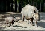 Panzernashorn mit Jungtier  Samir  (geb. 11.08.2008) am 07.09.2008 in Wilhelma/Stuttgart