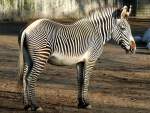 Grevy-Zebra am 24.12.2008 in Wilhelma/Stuttgart