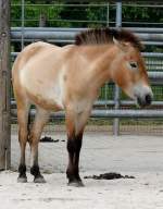 Urwildpferd am 28.06.2008 in Wilhelma/Stuttgart