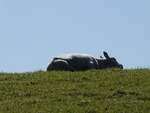(273'658) - Schaf am 5. April 2025 bei Holwerd