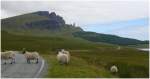 Schafe auf der Strasse zum Old man of Storr, dem Felsen im Hintergrund. (07.08.2008)