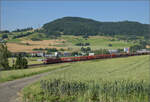 Re 4/4 II 11324 mit einem leeren Autozug bei Frick, Juni 2025.