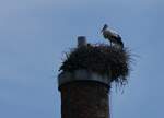 (275'559) - Storchennest am 15. Mai 2025 in Uznach