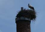 (275'560) - Storchennest am 15. Mai 2025 in Uznach