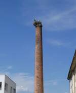 (275'561) - Storchennest am 15. Mai 2025 in Uznach