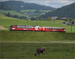 150 Jahre Emmentalbahn. 

Der Emmentaler RBDe 566 222 ist wieder daheim und strahlt im RM-Rot. Hier fhrt er die Rampe von Grohchstetten nach Konolfingen runter. Konolfingen Dorf, Mai 2025.