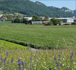 150 Jahre Emmentalbahn.

Eb 2/4 35 der Jura-Simplon fhrt zum Jubilumsfest. Bei Niederbipp geht es durch bunte Blumenwiesen. Balsthal, Mai 2025.